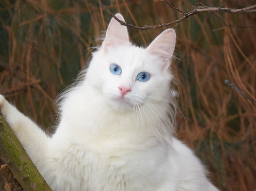lya8.jpg