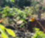 Bird at the San Diego Zoo