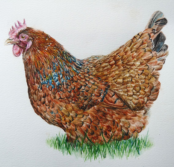 Cutom pet portraits in watercoloir by Anna Kenny, an artist based in Poole, Dorset.
