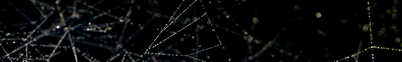 Spider web