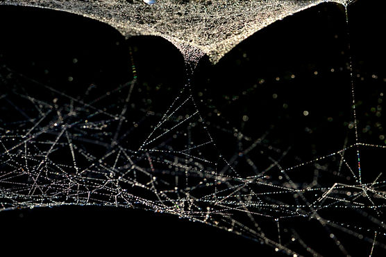 Spider web