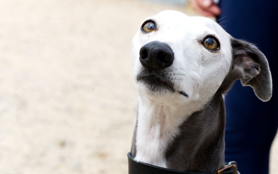 Portrait of a whippet looking upwards.
