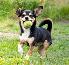 Adventure pet photography available in Dorset and Hampshire.