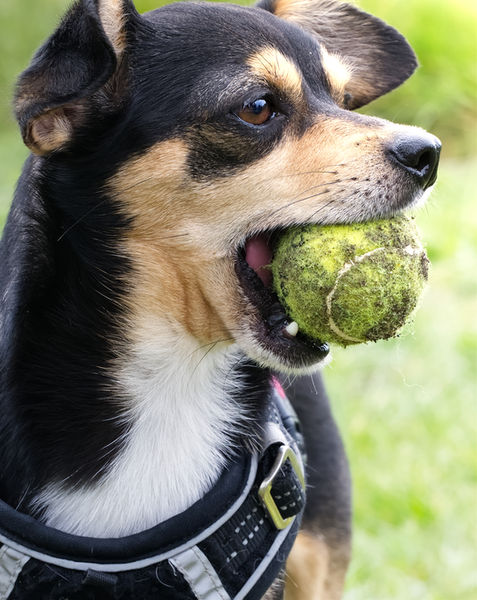 Chihuahua with his ball.