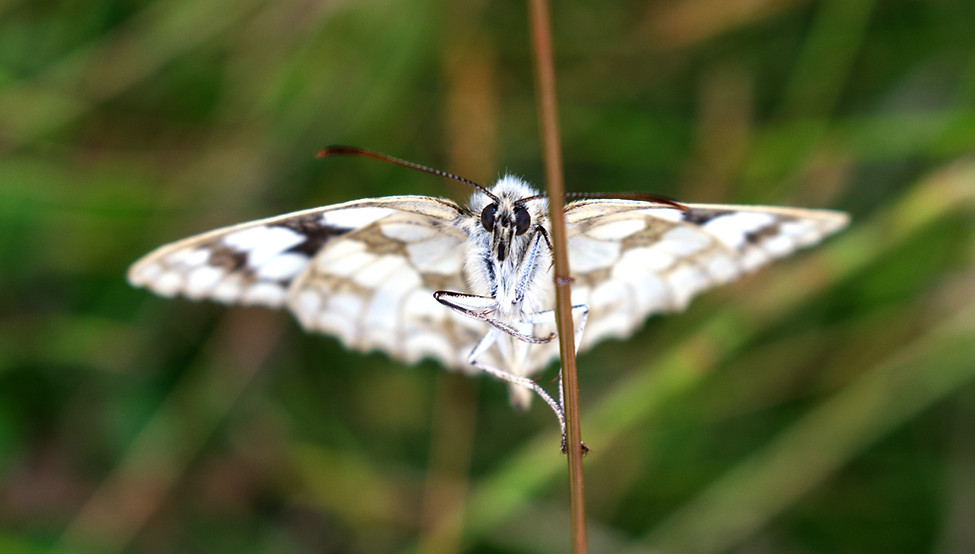 DSC_0014a.jpg
