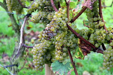 Lichte aantasting botrytis chardonnay