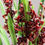 Miniatura: Orquídea de invierno