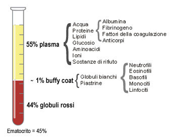 Composizione sangue