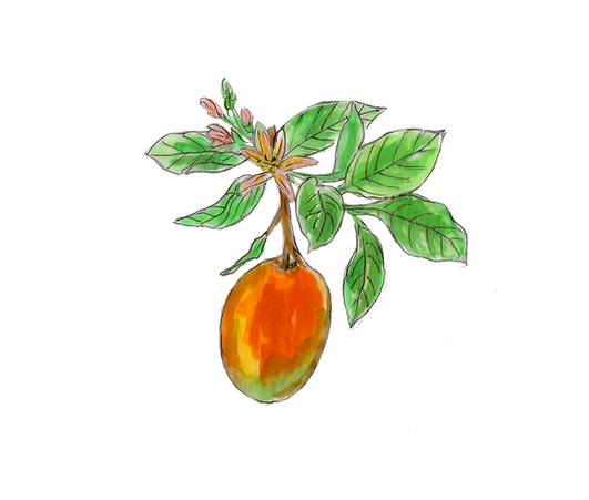 mangue.tif