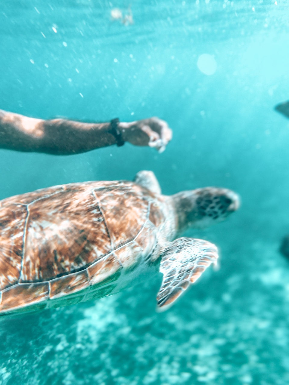 Swimming with Sea Turtles Tulum Mexico