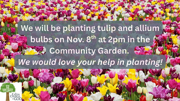 Tulip Planting.jpg
