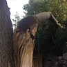 Dead Limb Removal