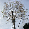 Crown Thinning