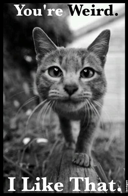 Yer Weird Cat.jpg