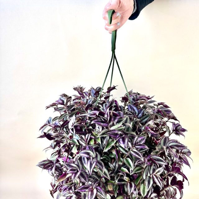 Wandering Jew Plant Hanging Plant