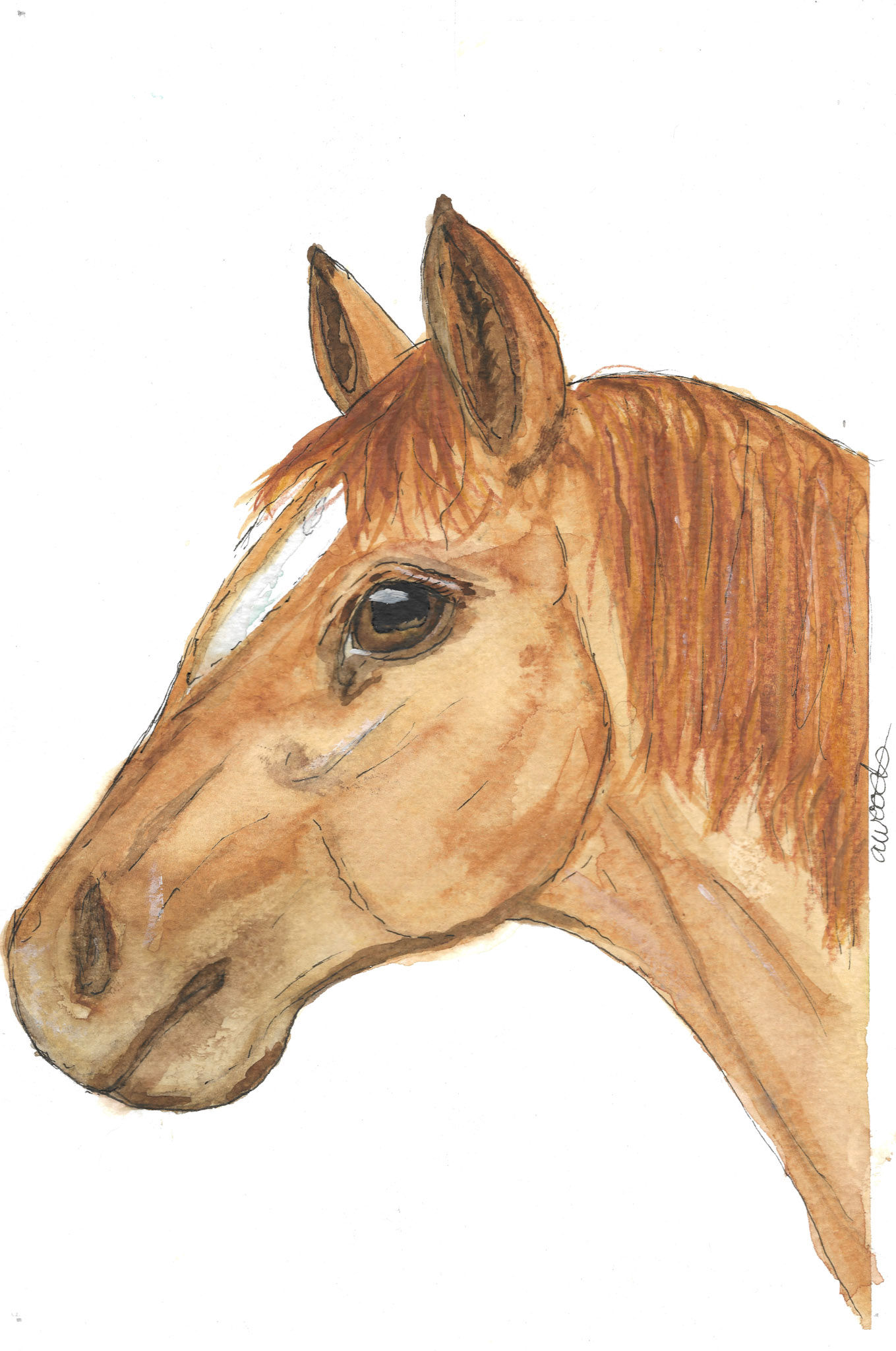 Chestnut Horse Print