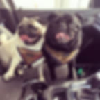 Agro and Busta (2)