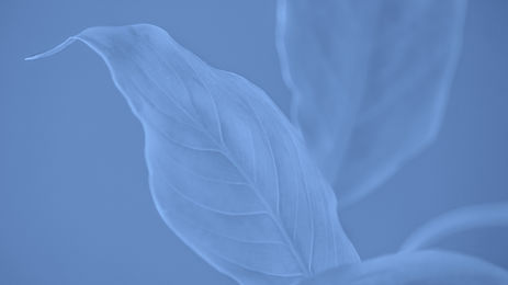 Abstract Leaves_edited_edited.jpg