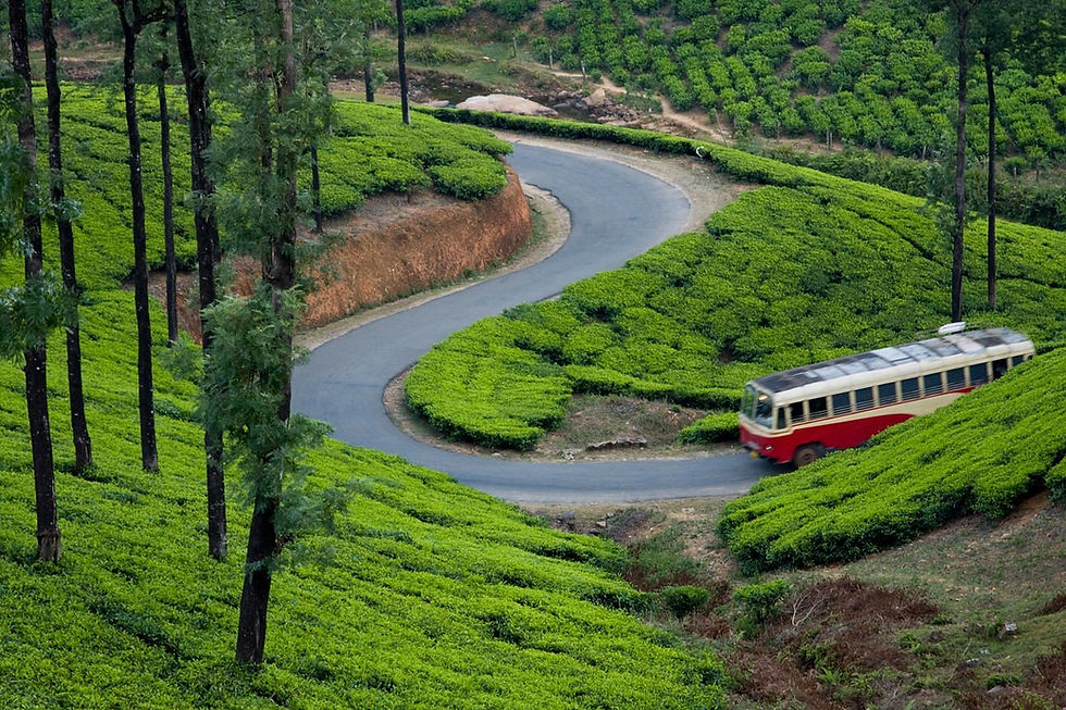 Vagamon is famous for its serene pine forests, lush green meadows, and picturesque waterfalls