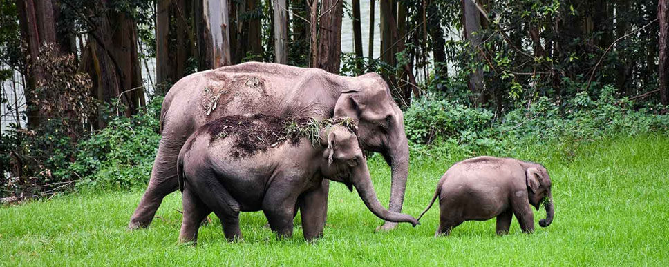 Mudumalai National Park is an excellent place to spot elephants, various deer species