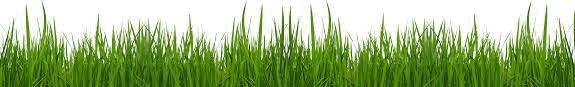 grass3.jpeg