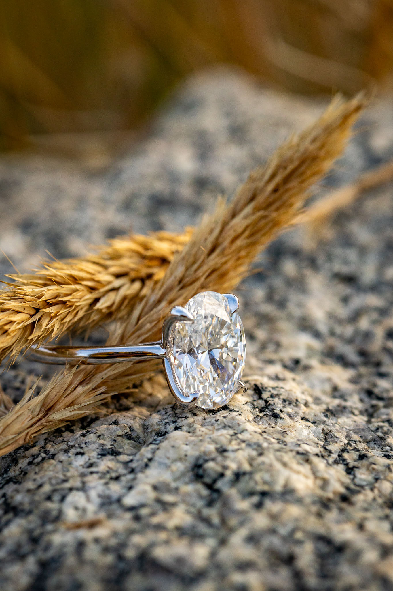 brainard lake surprise proposal