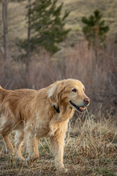 Colorado Springs family photographer