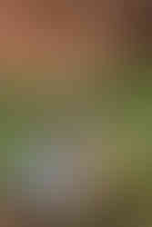 Garden of the Gods Couples Photoshoot