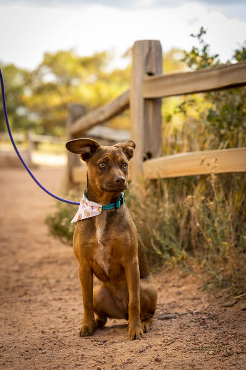 Garden of the Gods pet photography