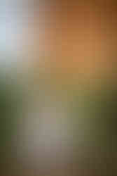 Garden of the Gods personal branding photography