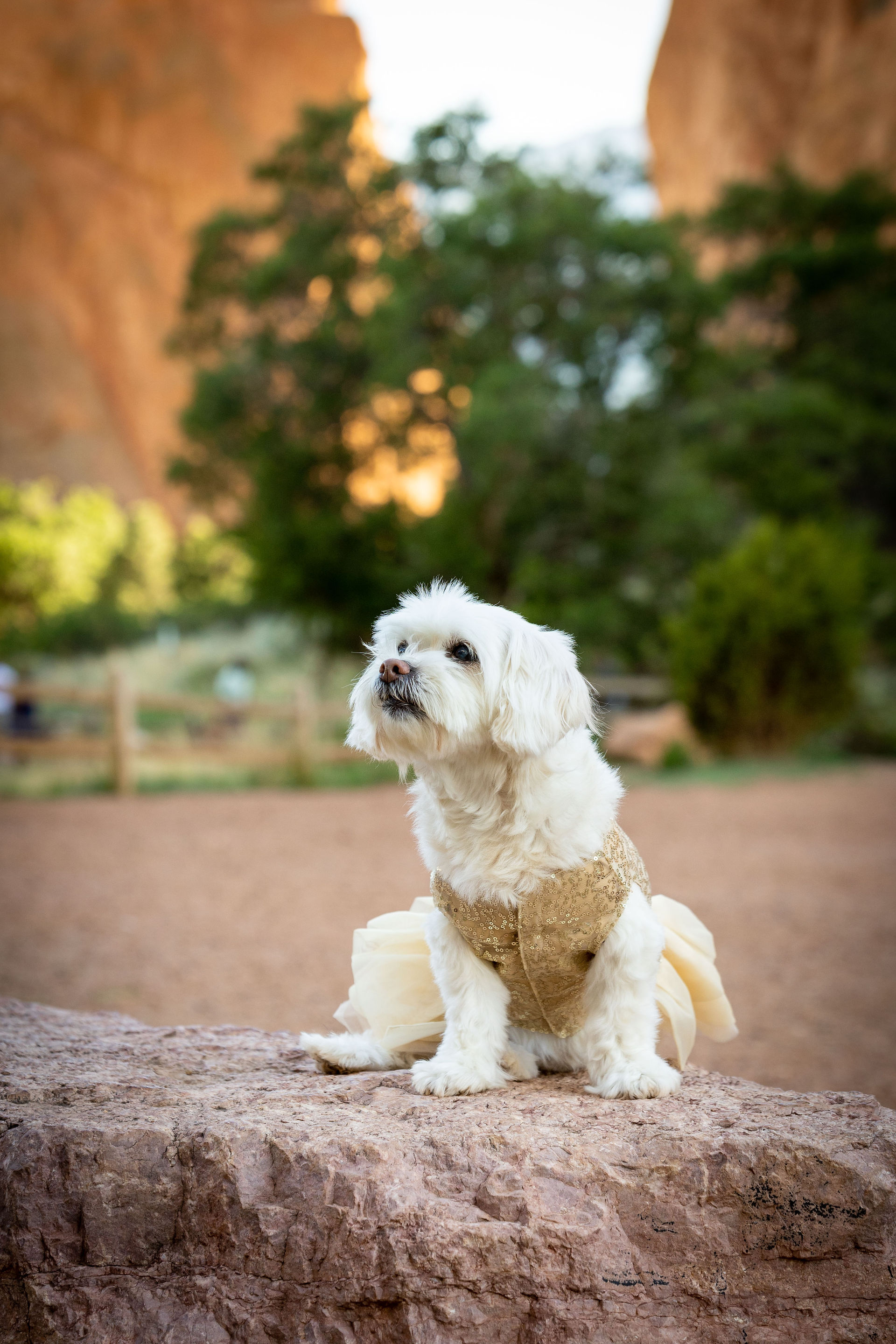Garden of the Gods Couple Session