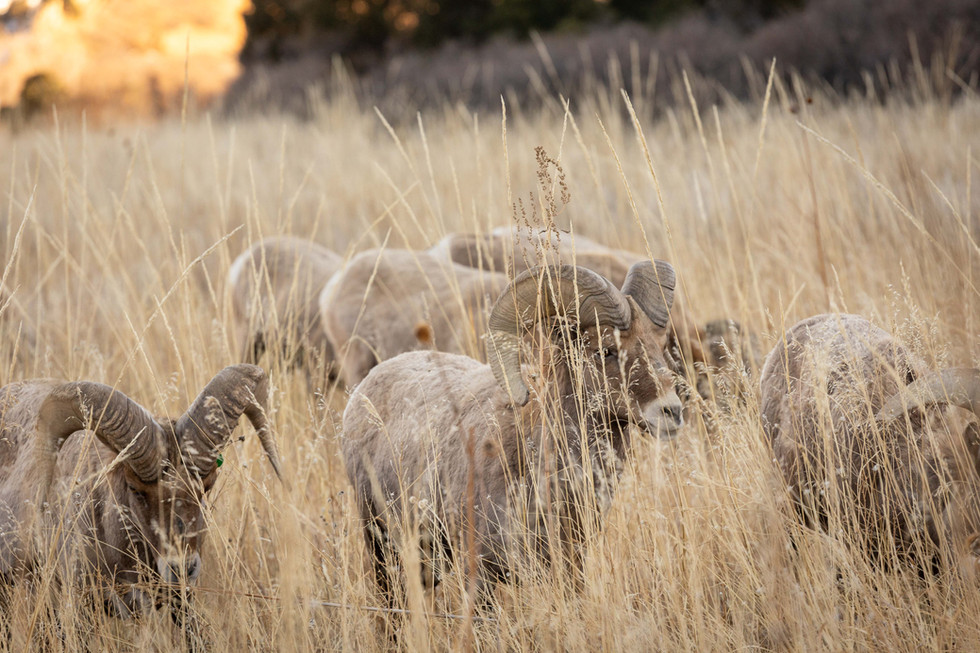 Colorado Elopement Photographer