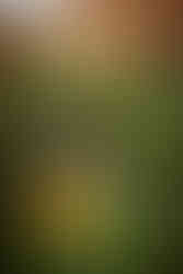 Garden of the Gods family photography