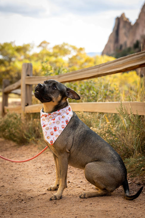 Garden of the Gods pet photography