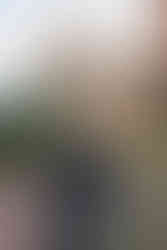 maternity session with dogs at Garden of the Gods