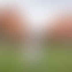 Colorado Springs Elopement Photographer