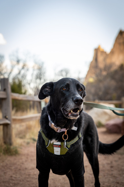 Garden of the Gods Engagement Session