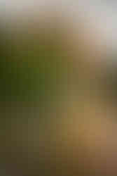 Garden of the Gods family photography