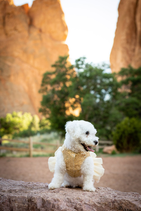 Garden of the Gods Couple Session