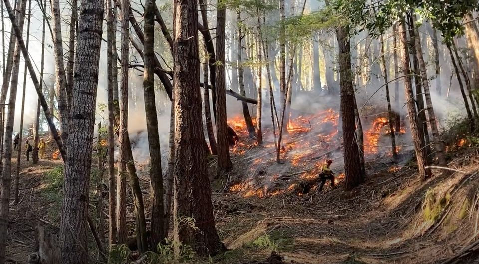 Redwood Forest Foundation prescribed burn