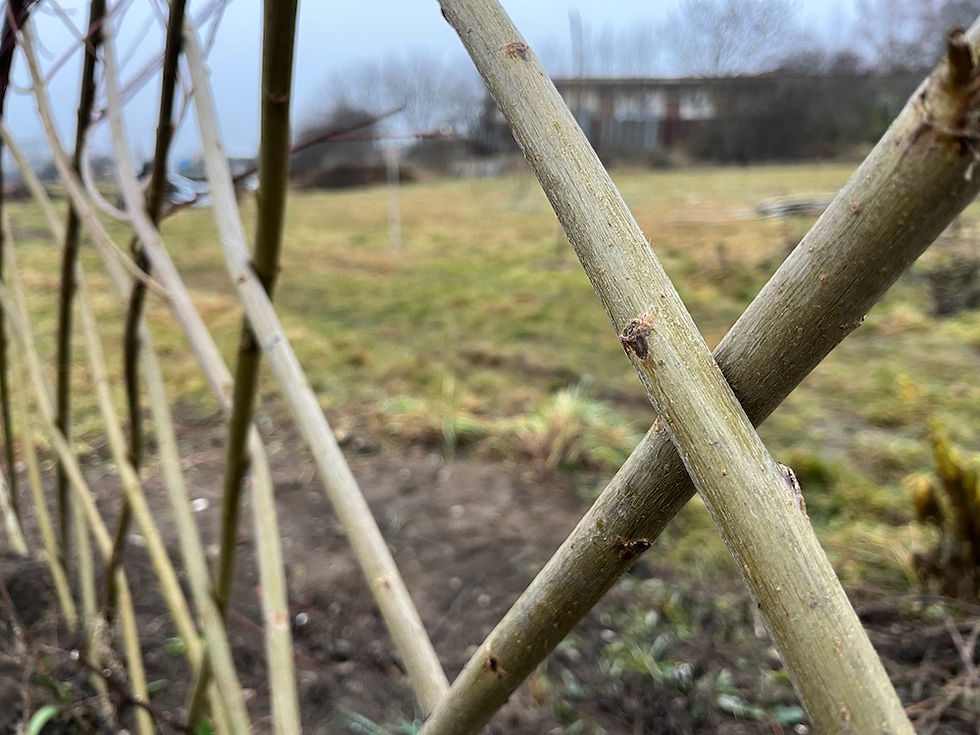 Living willow fencing