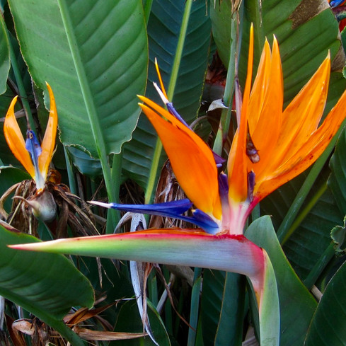 Welcome to Paradise birds