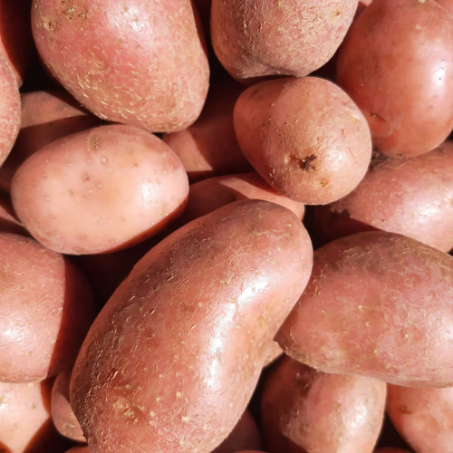 Batata rosa | Softberry