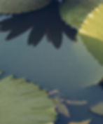 ff.jpg