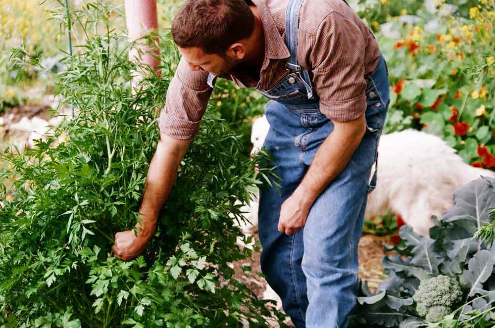 Gardening