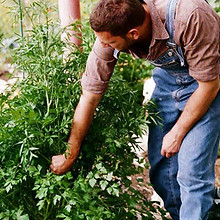 Gardening