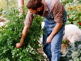  Cultivating Success- Our top 5 clips for Thriving plants Plans