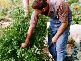 Servicio de Jardinería