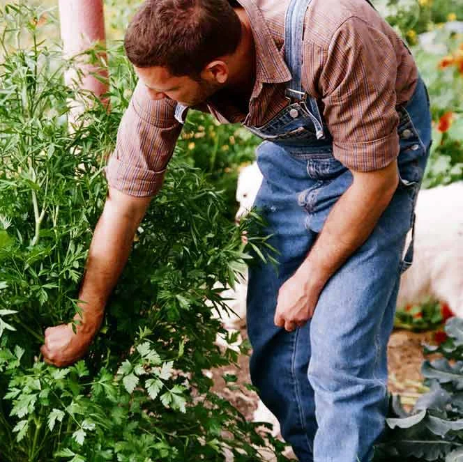 Garden Design Qualifications home | southern boobook garden design and maintenance Garden Design Qualifications home | southern boobook garden design and maintenance