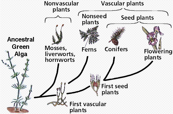 plantrelat.gif